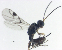 Cryptoxilos thorpei