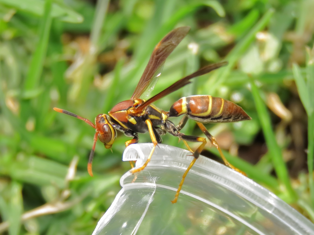 Avispa Guitarrilla (Polistes instabilis) · NaturaLista.co