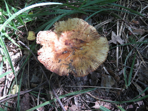 Наблюдение на iNaturalist