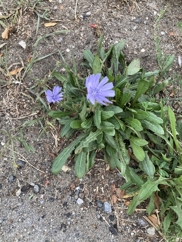 chicory