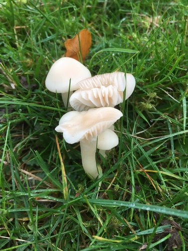 Snowy Waxcap