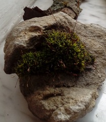 Tortula muralis
