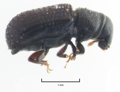 Stenoscelis hylastoides