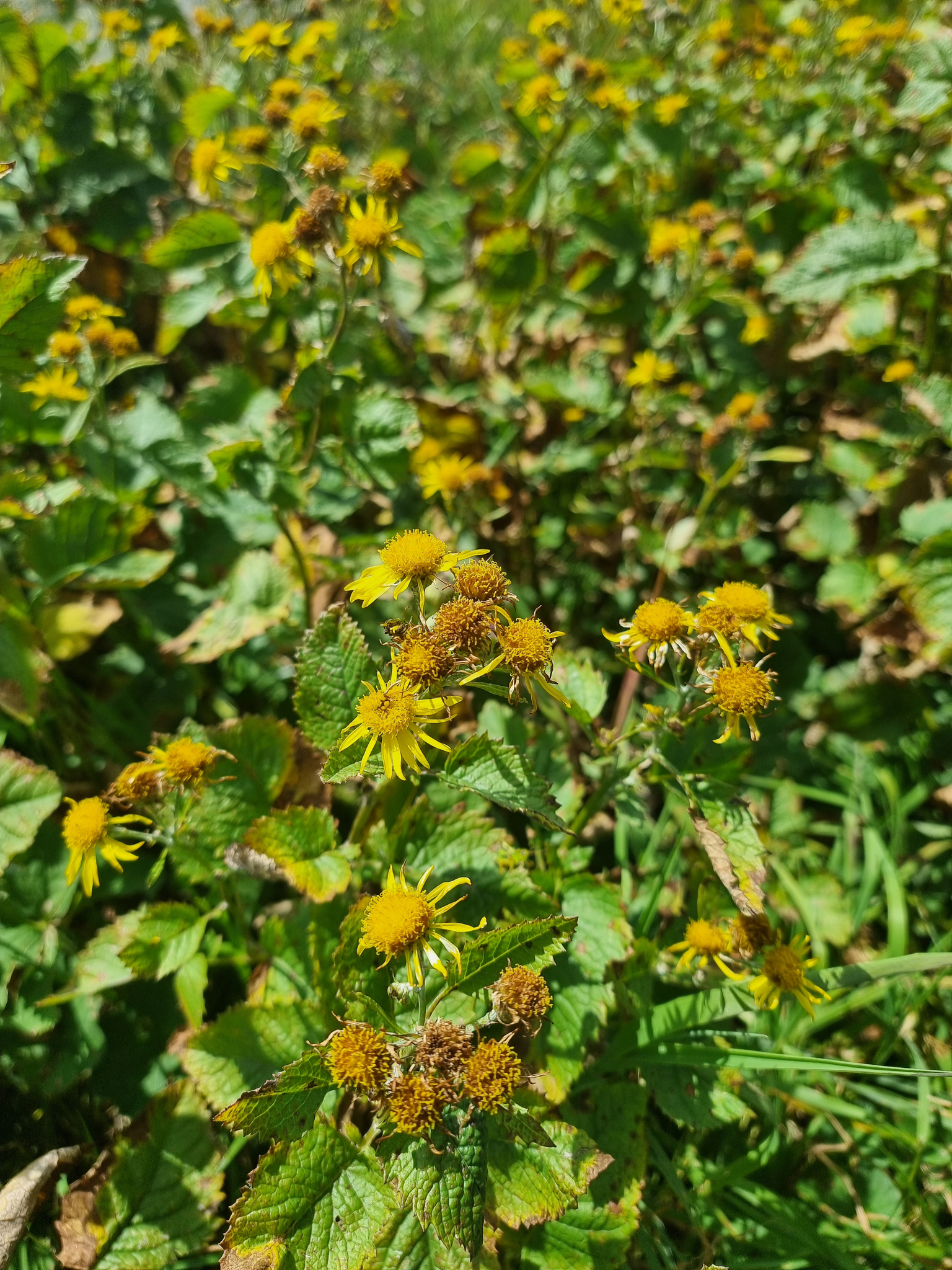 Alpine Ragwort (Jacobaea alpina)