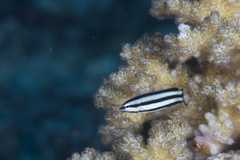 Labropsis australis