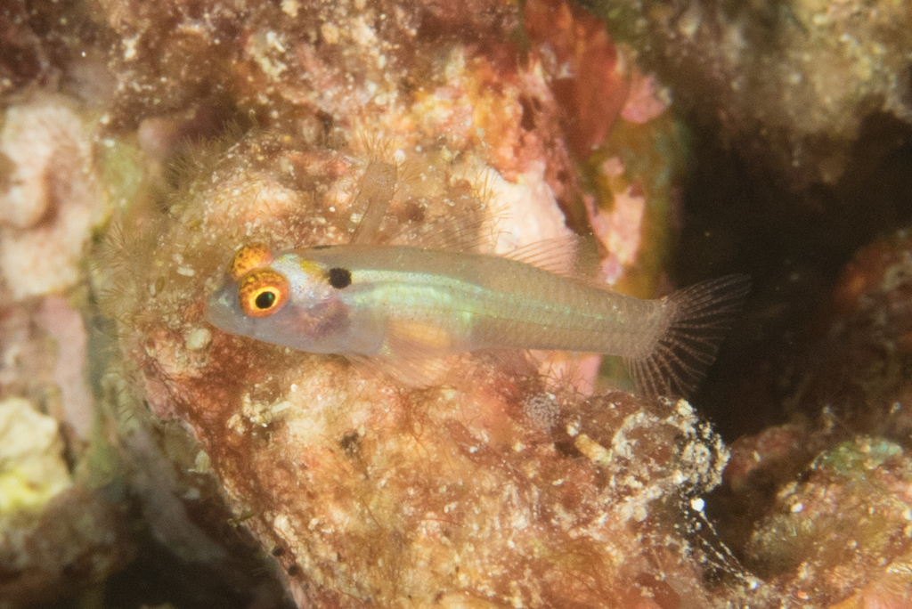 Eastern Headspot Dwarfgoby
