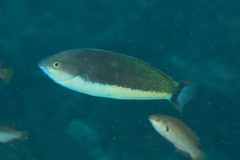 Pseudocoris yamashiroi