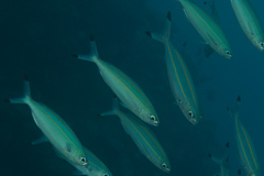 Pterocaesio digramma