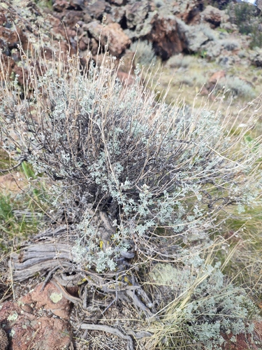 Artemisia rutifolia, photograph 4