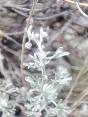Artemisia rutifolia, photograph (c) K.P., some rights reserved (CC BY)