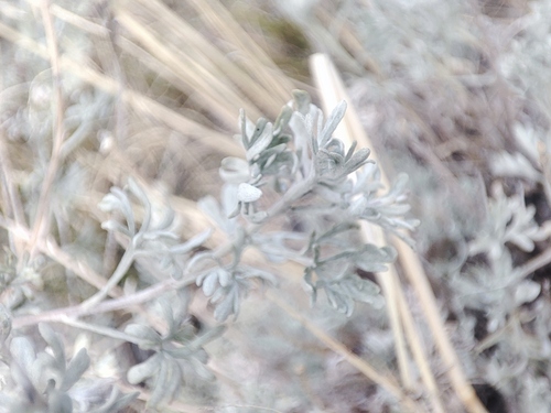 Artemisia rutifolia, photograph 5
