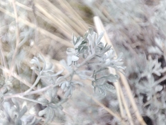 (c) K.P., some rights reserved (CC BY) Artemisia rutifolia, photograph (c) K.P., some rights reserved (CC BY)