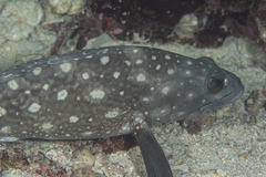Epinephelus coeruleopunctatus