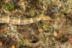 Corythoichthys ocellatus