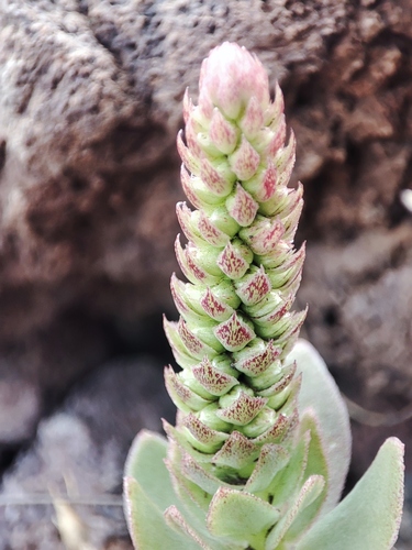 Orostachys malacophylla