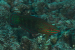 Halichoeres biocellatus