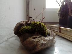 Tortula muralis