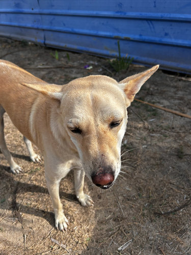 Domestic Dog