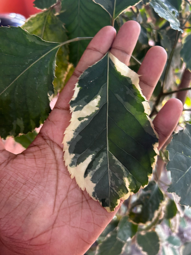 Polyscias paniculata
