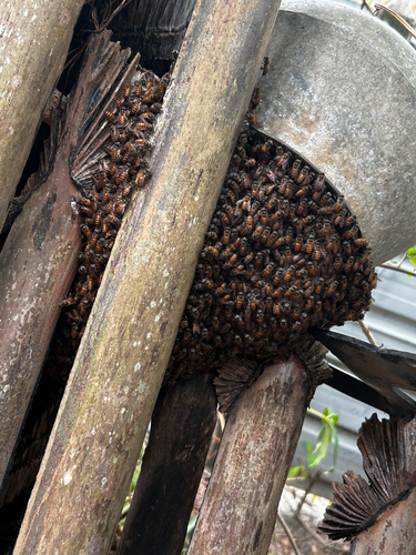 Asian Honey Bee