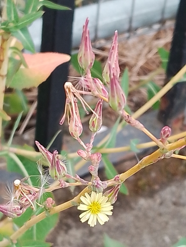 Lactuca virosa iNat (3)