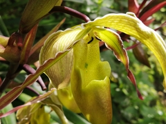 Phragmipedium longifolium