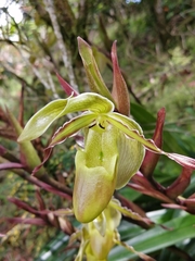 Phragmipedium longifolium