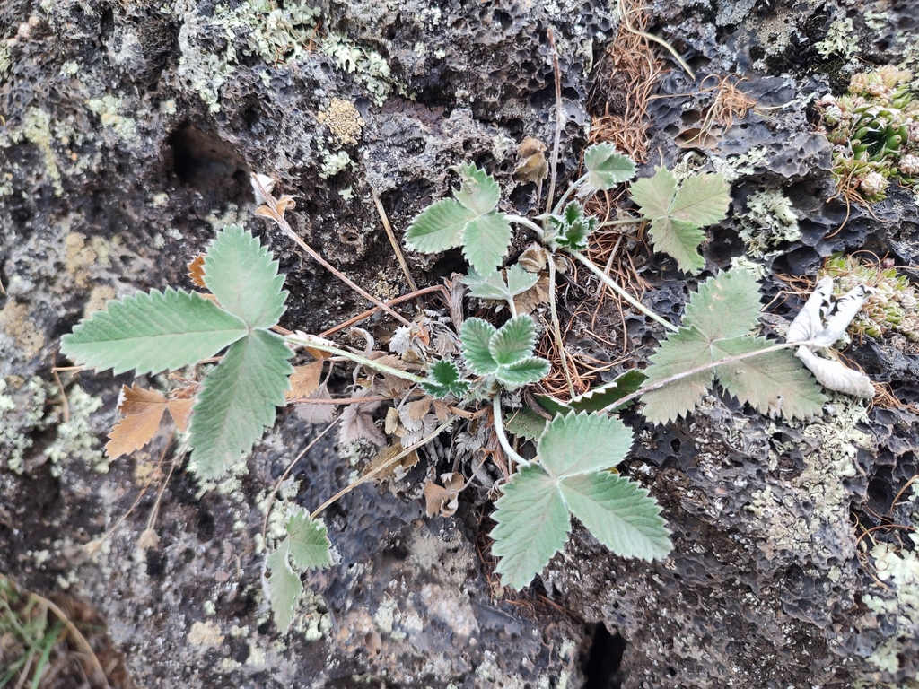 Potentilla nivea; photograph (c) K.P., some rights reserved (CC BY)