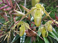 Phragmipedium longifolium