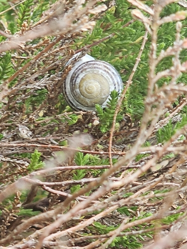 Cepaea hortensis
