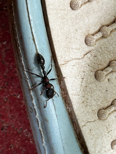 Arboreal Bicolored Slender Ant