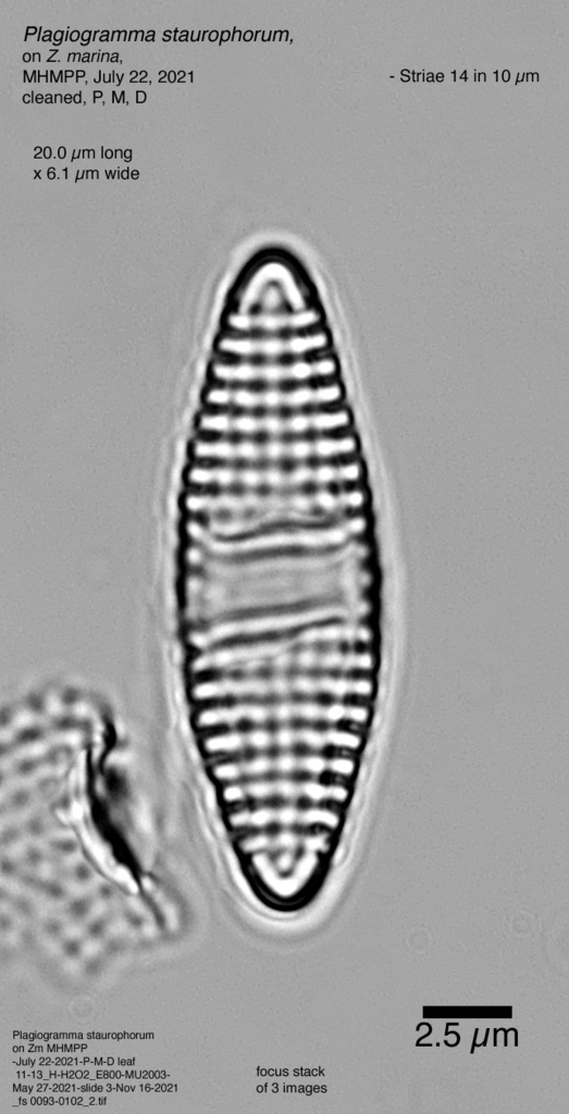 Plagiogrammales