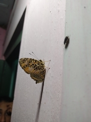 Symbrenthia hypselis