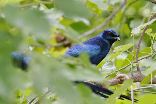 Meves's Starling (Lamprotornis mevesii), photo 3
