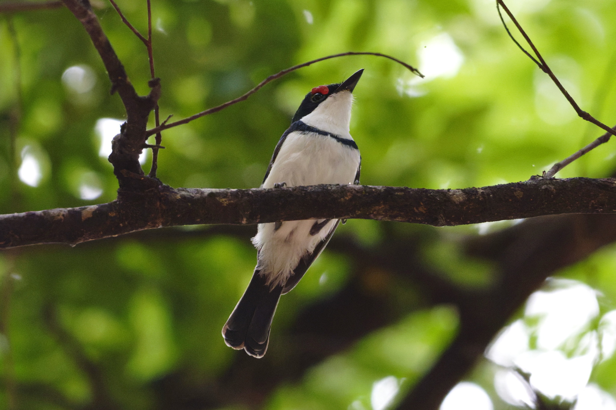 Black-throated Wattle-eye (Platysteira peltata), photo 2