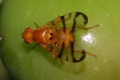 Rhagoletis basiola