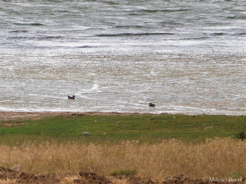 Garganey