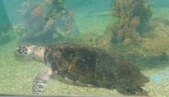 Eretmochelys