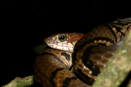 Ocellated Brown Snake