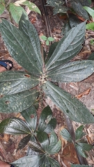 Elatostema