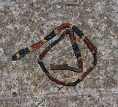 Micrurus tener tener