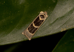 Antaeotricha renselariana