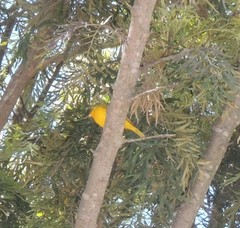 Sicalis flaveola flaveola