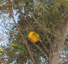 Sicalis flaveola flaveola