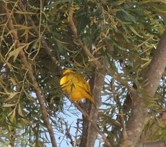 Sicalis flaveola flaveola