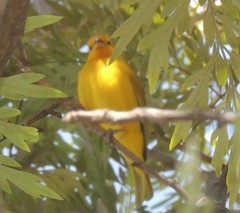 Sicalis flaveola flaveola