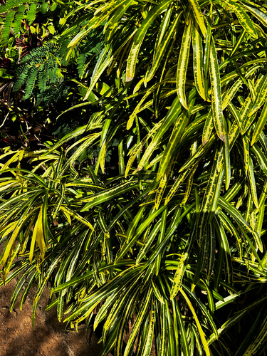 Variegated Croton