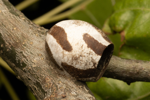 Denki mushi photo 5
