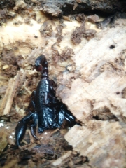 Chactas vanbenedenii