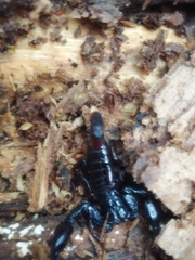 Chactas vanbenedenii